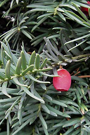 Taxus x media \ Becher-Eibe / Hybrid Yew, D Mannheim 18.10.2006