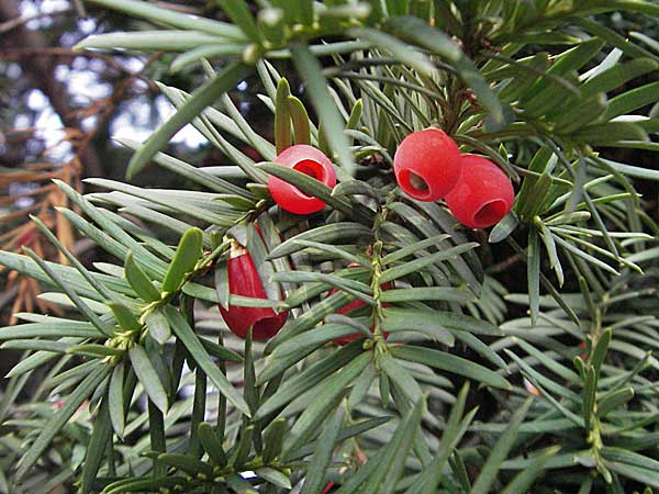 Taxus x media \ Becher-Eibe / Hybrid Yew, D Mannheim 18.10.2006