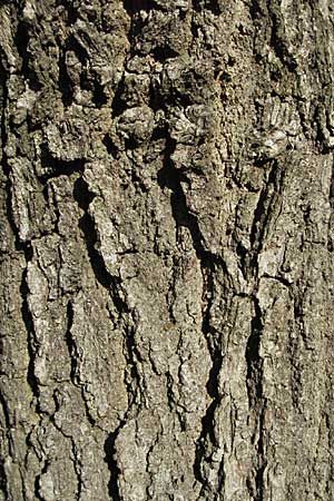 Quercus robur \ Stiel-Eiche / Common Oak, D Bad Dürkheim 4.2.2007