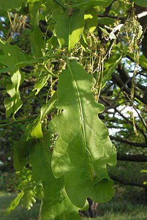 Quercus robur \ Stiel-Eiche / Common Oak, D Sandhausen 23.4.2007