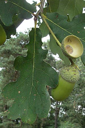 Quercus robur \ Stiel-Eiche / Common Oak, D Mannheim 19.8.2007