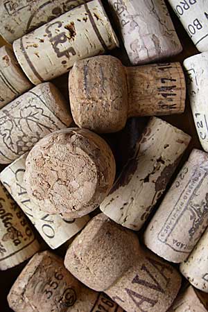 Quercus suber \ Kork-Eiche / Cork Oak, D Weinheim an der Bergstra&szlig;e 8.3.2008