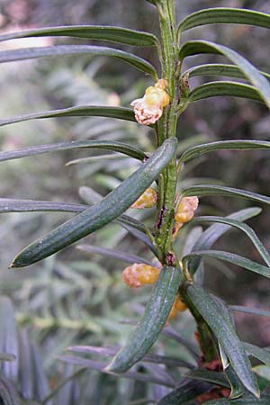 Taxus x media \ Becher-Eibe / Hybrid Yew, D Weinheim an der Bergstra&szlig;e 15.3.2008
