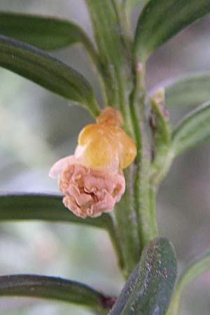 Taxus x media \ Becher-Eibe / Hybrid Yew, D Weinheim an der Bergstra&szlig;e 15.3.2008