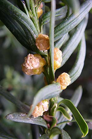Taxus x media \ Becher-Eibe / Hybrid Yew, D Weinheim an der Bergstra&szlig;e 15.3.2008