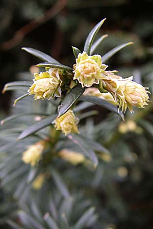 Taxus x media \ Becher-Eibe / Hybrid Yew, D Weinheim an der Bergstra&szlig;e 31.3.2008