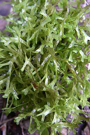 Riccia fluitans agg. \ Untergetauchtes Stern-Lebermoos / Crystalwort, Slender Riccia, D Eisenberg 17.8.2008