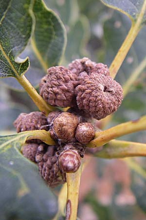 Quercus petraea \ Trauben-Eiche / Sessile Oak, D Rheinhessen, Wonsheim 2.9.2008