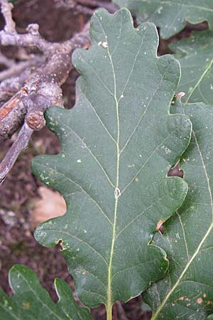 Quercus petraea \ Trauben-Eiche / Sessile Oak, D Rheinhessen, Wonsheim 2.9.2008