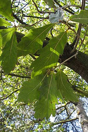 Quercus x turneri \ Wintergrne Eiche / Turner's Oak, D Weinheim an der Bergstraße, Botan. Gar.  Hermannshof 17.3.2009