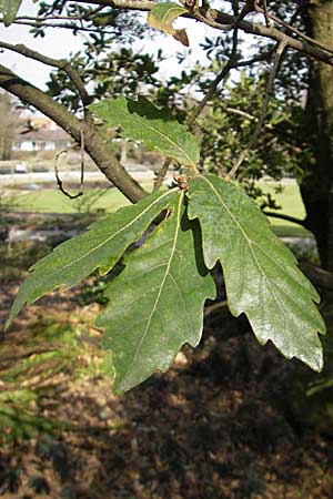 Quercus x turneri \ Wintergrne Eiche / Turner's Oak, D Weinheim an der Bergstraße, Botan. Gar.  Hermannshof 17.3.2009
