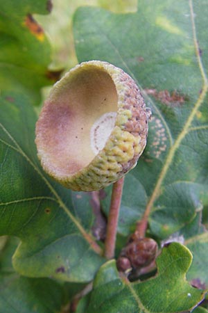 Quercus robur \ Stiel-Eiche / Common Oak, D Odenwald, Beerfelden 28.9.2009