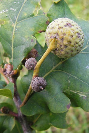 Quercus robur \ Stiel-Eiche / Common Oak, D Odenwald, Beerfelden 28.9.2009