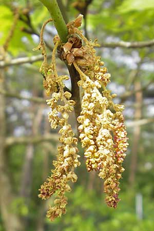 Quercus palustris \ Sumpf-Eiche, Nagel-Eiche / Pin Oak, D Viernheim 29.4.2010