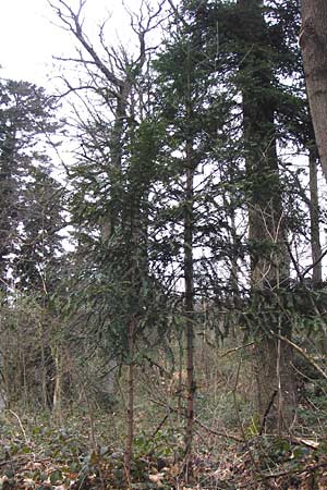 Taxus x media \ Becher-Eibe / Hybrid Yew, D Heidelberg 15.3.2014