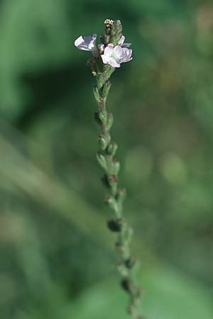 Verbena officinalis \ Gewhnliches Eisenkraut / Vervain, D Mannheim 28.8.2005