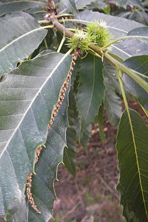 Castanea sativa \ Edel-Kastanie, Ess-Kastanie / Sweet Chestnut, D Bad Dürkheim 11.7.2010
