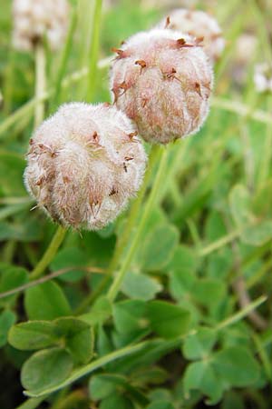 Trifolium fragiferum \ Erdbeer-Klee / Strawberry Clover, D Münzenberg 26.7.2014