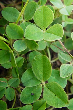 Trifolium fragiferum \ Erdbeer-Klee / Strawberry Clover, D Münzenberg 26.7.2014