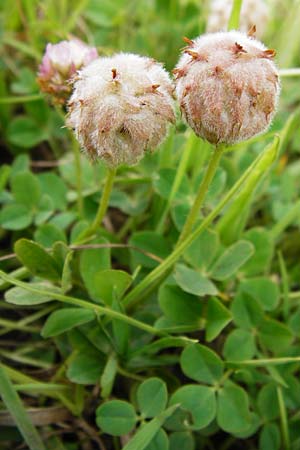 Trifolium fragiferum \ Erdbeer-Klee / Strawberry Clover, D Münzenberg 26.7.2014
