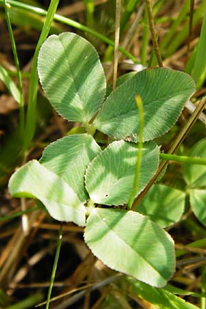 Trifolium fragiferum \ Erdbeer-Klee / Strawberry Clover, D Münzenberg 26.7.2014