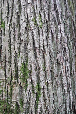 Castanea sativa \ Edel-Kastanie, Ess-Kastanie / Sweet Chestnut, D Odenwald, Lautertal 30.11.2014