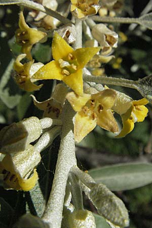 Elaeagnus angustifolia \ Schmalblttrige lweide / Narrow-Leaved Oleaster, Russian Olive, D Mannheim 6.6.2006