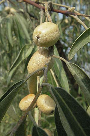 Elaeagnus angustifolia \ Schmalblttrige lweide / Narrow-Leaved Oleaster, Russian Olive, D Mannheim 16.9.2006