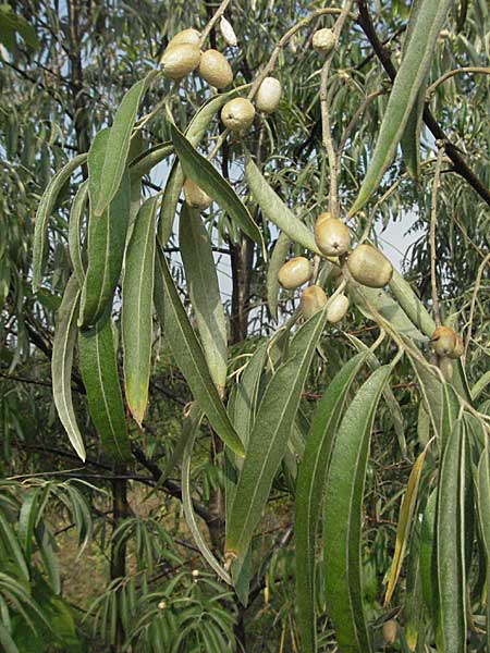 Elaeagnus angustifolia \ Schmalblttrige lweide / Narrow-Leaved Oleaster, Russian Olive, D Mannheim 16.9.2006
