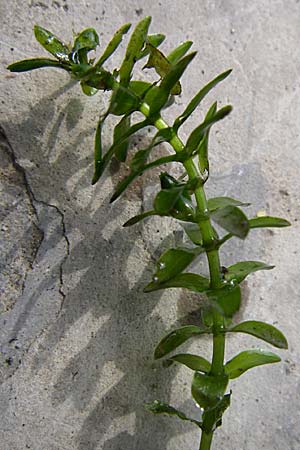 Elodea canadensis \ Kanadische Wasserpest / Canadian Waterweed, D Karlsruhe 31.7.2008