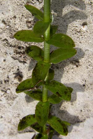 Elodea canadensis \ Kanadische Wasserpest / Canadian Waterweed, D Karlsruhe 31.7.2008