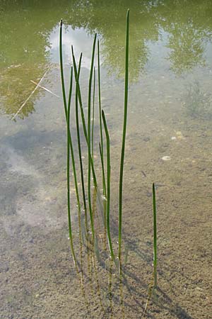 Eleocharis mamillata ? \ Zitzen-Sumpfbinse / Soft-Stem Spike Rush, D Rheinstetten-Silberstreifen 16.8.2008
