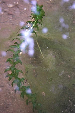 Elodea canadensis \ Kanadische Wasserpest / Canadian Waterweed, D Ramsen Eiswoog 7.9.2008