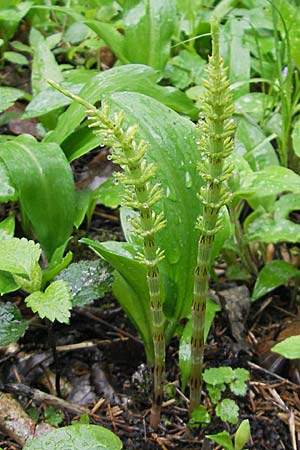 Equisetum x litorale \ Ufer-Schachtelhalm / Hybrid Horsetail, D G&uuml;nzburg 18.4.2009