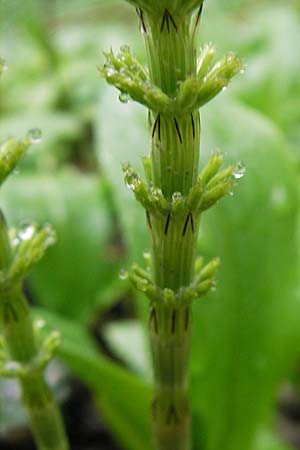 Equisetum x litorale \ Ufer-Schachtelhalm / Hybrid Horsetail, D G&uuml;nzburg 18.4.2009