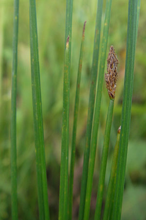 Eleocharis palustris subsp. vulgaris \ Grofrchtige Gewhnliche Sumpfbinse / Common Spike Rush, D Bad Nauheim 20.7.2009