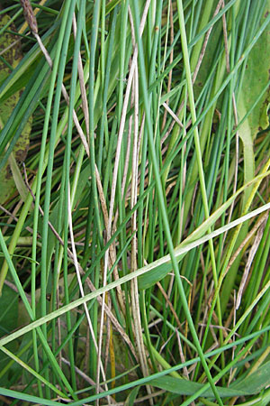 Eleocharis palustris subsp. vulgaris \ Grofrchtige Gewhnliche Sumpfbinse / Common Spike Rush, D Bad Nauheim 20.7.2009