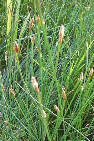 Eleocharis palustris subsp. vulgaris \ Grofrchtige Gewhnliche Sumpfbinse / Common Spike Rush, D Bad Nauheim 20.7.2009