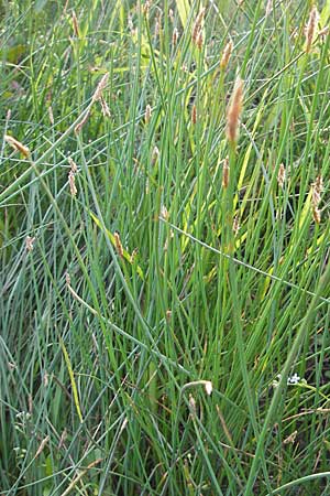 Eleocharis palustris subsp. vulgaris \ Grofrchtige Gewhnliche Sumpfbinse / Common Spike Rush, D Bad Nauheim 20.7.2009