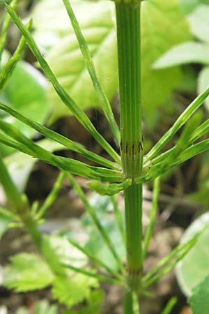 Equisetum x litorale \ Ufer-Schachtelhalm / Hybrid Horsetail, D G&uuml;nzburg 8.5.2010