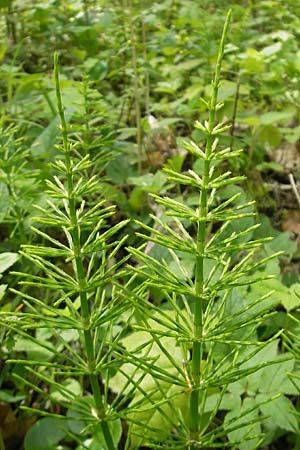 Equisetum x litorale \ Ufer-Schachtelhalm / Hybrid Horsetail, D G&uuml;nzburg 8.5.2010