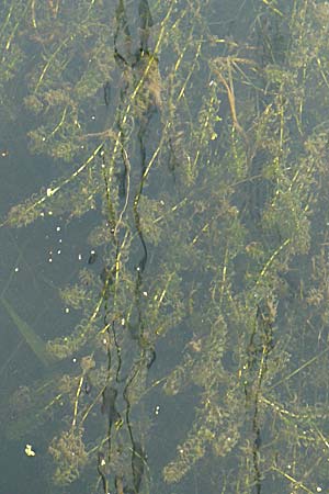 Elodea nuttallii \ Nuttalls Wasserpest / Nuttall's Waterweed, D Karlsruhe 31.7.2008