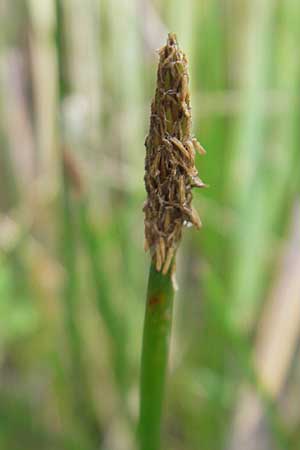 Eleocharis palustris \ Gewhnliche Sumpfbinse, Gemeine Sumpfsimse / Common Spike Rush, D Hassloch 21.6.2012