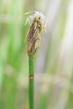 Eleocharis palustris \ Gewhnliche Sumpfbinse, Gemeine Sumpfsimse / Common Spike Rush, D Hassloch 21.6.2012