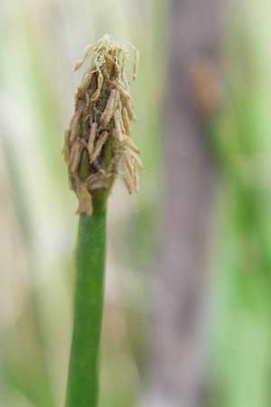 Eleocharis palustris \ Gewhnliche Sumpfbinse, Gemeine Sumpfsimse / Common Spike Rush, D Hassloch 21.6.2012