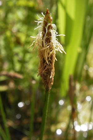 Eleocharis palustris agg. \ Gewhnliche Sumpfbinse, Gemeine Sumpfsimse / Common Spike Rush, D Kehl 28.7.2012