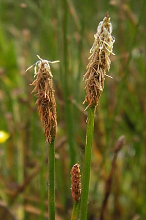Eleocharis palustris agg. \ Gewhnliche Sumpfbinse, Gemeine Sumpfsimse / Common Spike Rush, D Kehl 28.7.2012