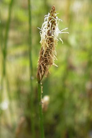 Eleocharis palustris agg. \ Gewhnliche Sumpfbinse, Gemeine Sumpfsimse / Common Spike Rush, D Kehl 28.7.2012