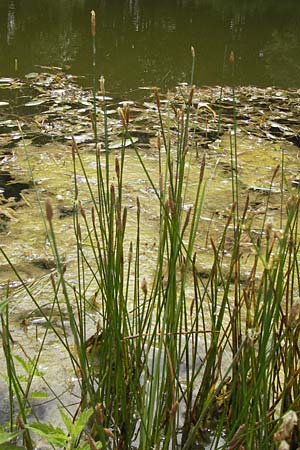 Eleocharis palustris agg. \ Gewhnliche Sumpfbinse, Gemeine Sumpfsimse / Common Spike Rush, D Kehl 28.7.2012