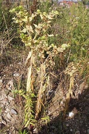 Euphorbia lathyris \ Kreuzblttrige Wolfsmilch / Caper Spurge, D Heidelberg 31.7.2012